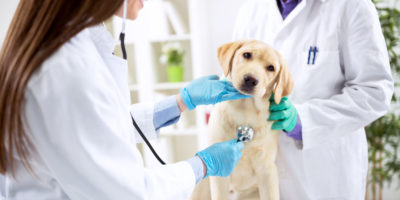 Smiling veterinary examining dog at clinic