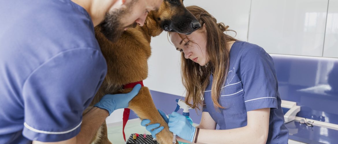 auxiliar de clínica veterinária