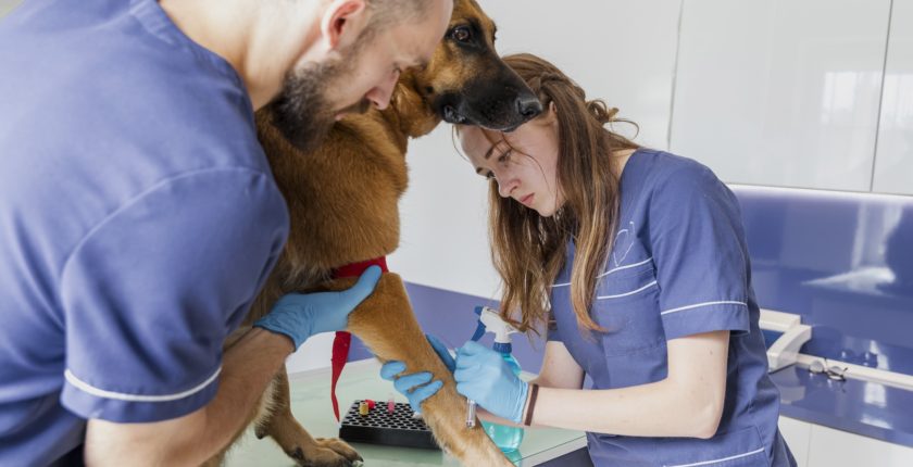 auxiliar de clínica veterinária