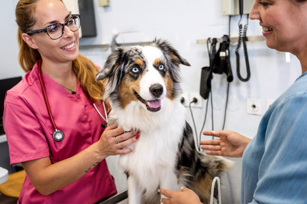 curso de Auxiliar de Clínica Veterinária e Petshop
