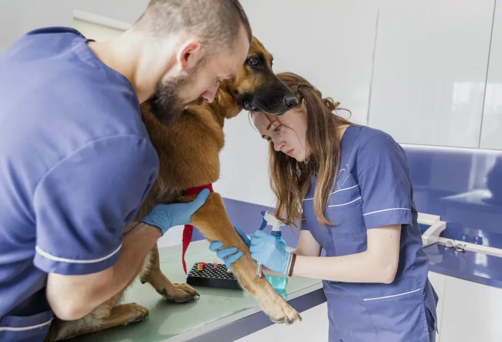 auxiliar de clínica veterinária